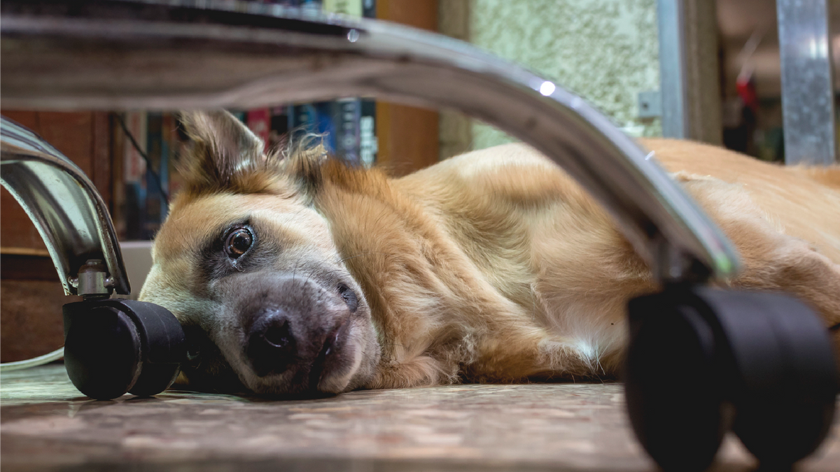Recognizing Anxiety in Dogs: Symptoms and Solutions