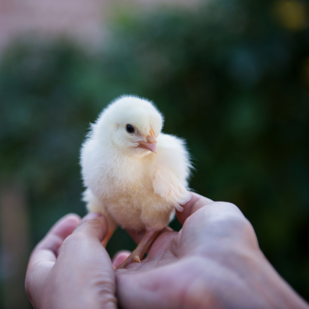 What to Know Before Getting a Chick