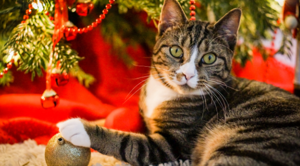 Celebrating the Holidays with Your Cat: Safety Tips and Gift Ideas
