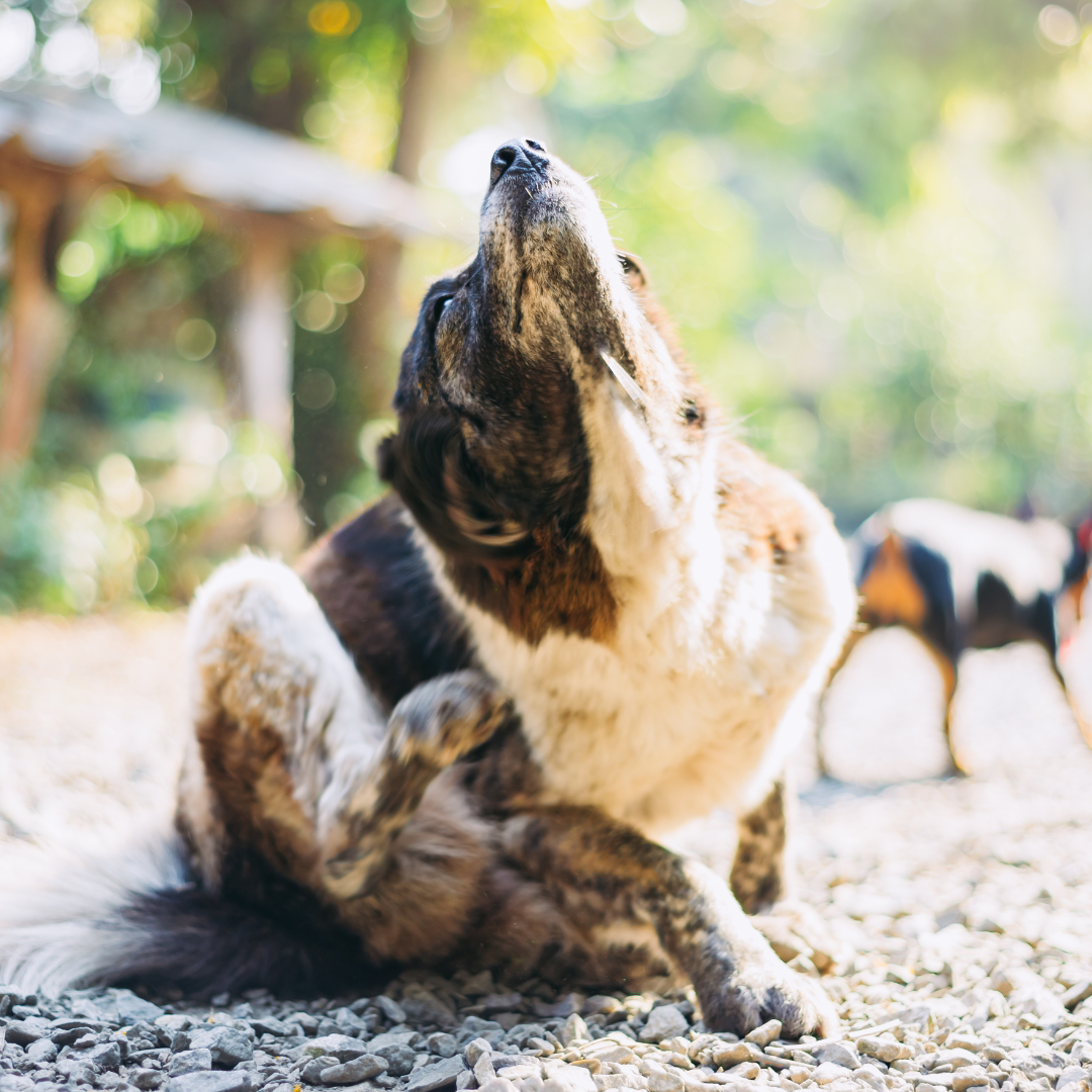Itchy Pet Awareness: Understanding and Addressing Your Furry Friend's Discomfort