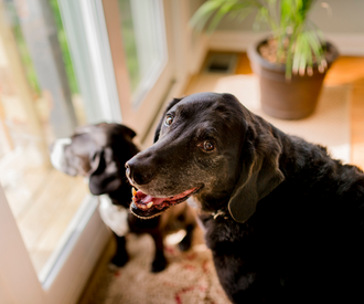 Senior Pet Wellness