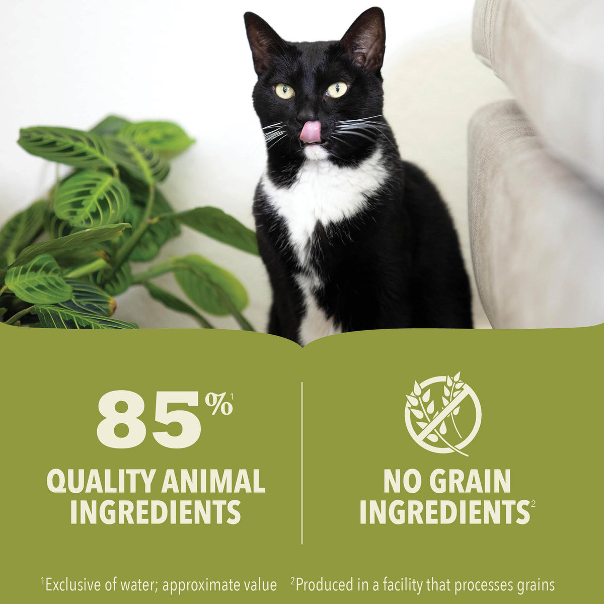 Acana Premium Pate, Tuna & Chicken Recipe Wet Food for Adult Cats