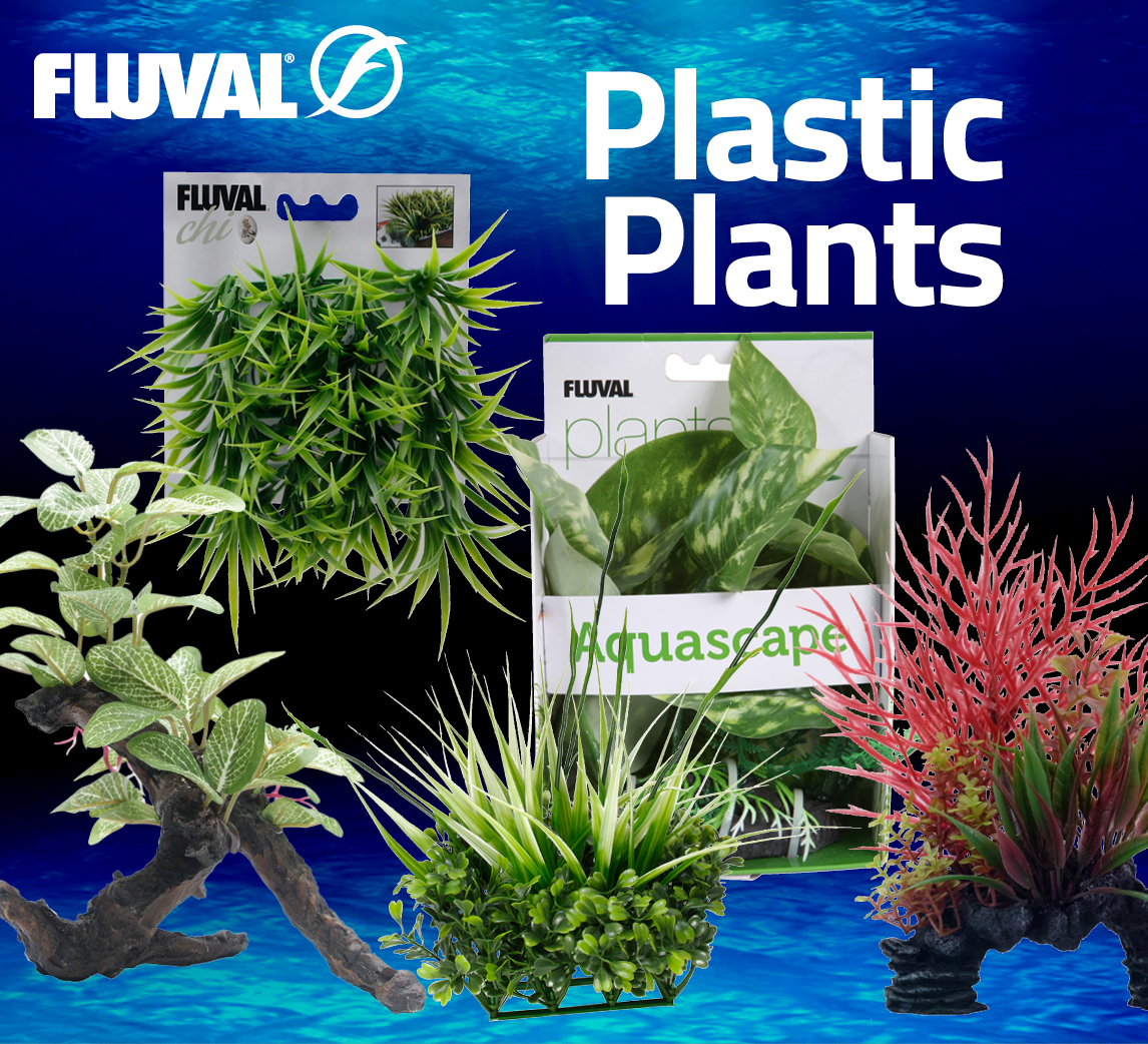 Aquarium Plants