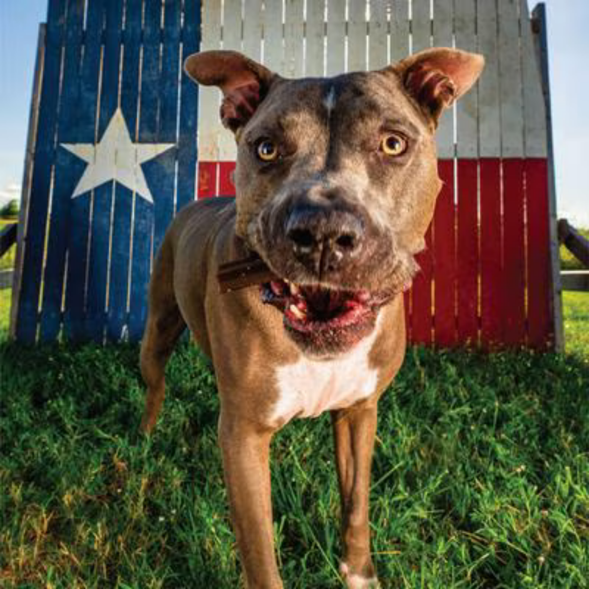 Get Naked Skin & Coat Health Dental Chew Sticks Dog Treats 6.2 oz