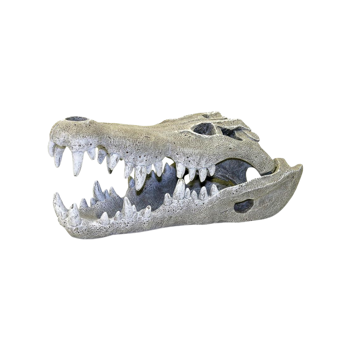 Blue Ribbon Nile Crocodile Skull Aquarium Ornament S