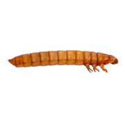 Apet Live Giant Mealworms Reptile Food 35 ct
