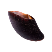 Natural Harvest Pet Products Cow Hooves each