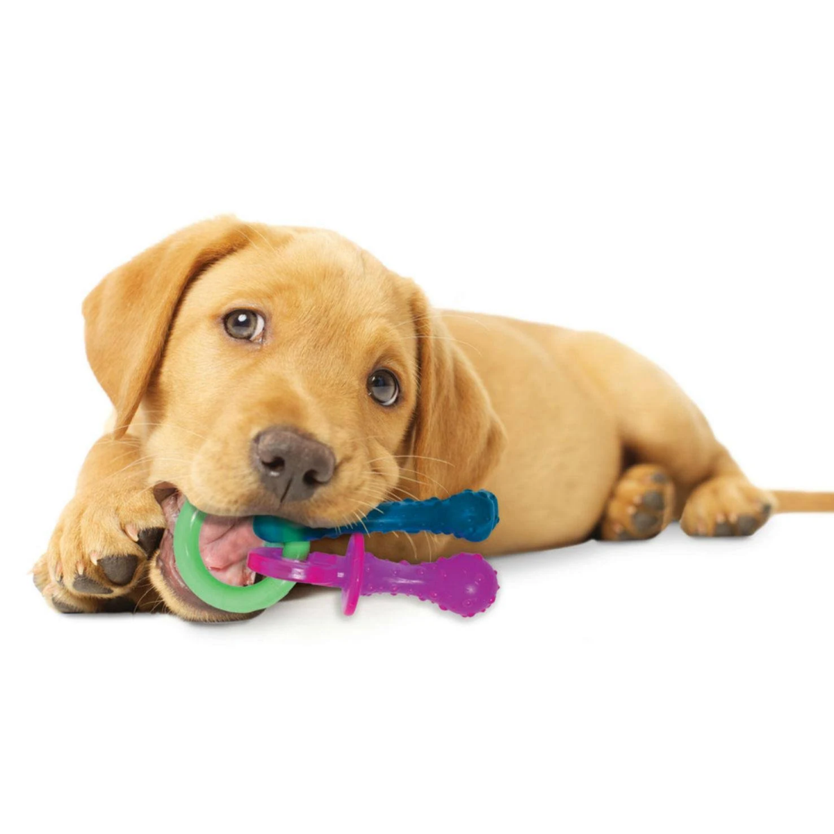 Nylabone Puppy Pacifier Bacon Flavored Teething Chew Toy up to 25 lbs