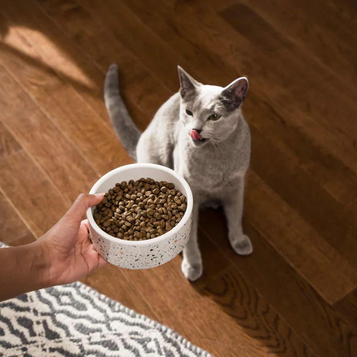 Open Farm Wild-Caught Salmon Recipe Grain-Free Dry Cat Food