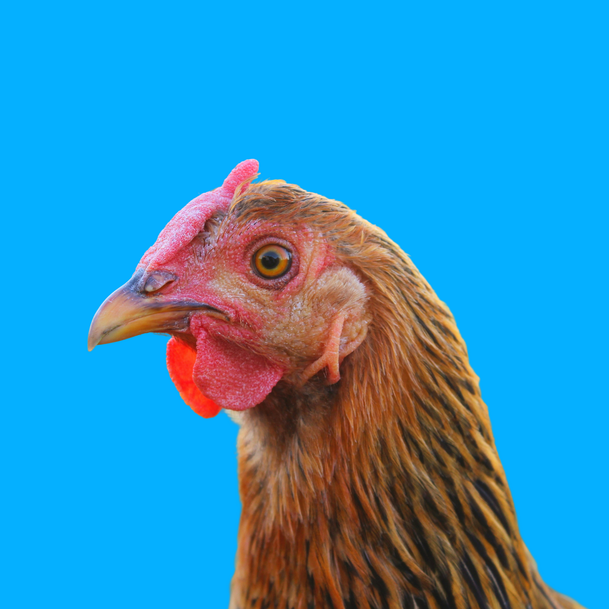 Farm