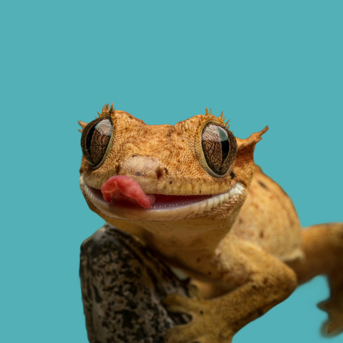 Reptile