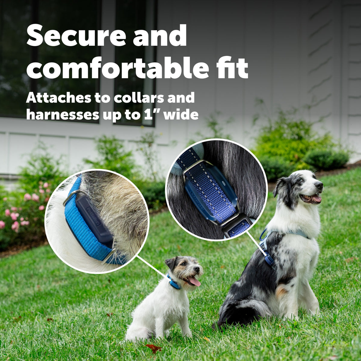 Petsafe GPS Dog Tracker Collar
