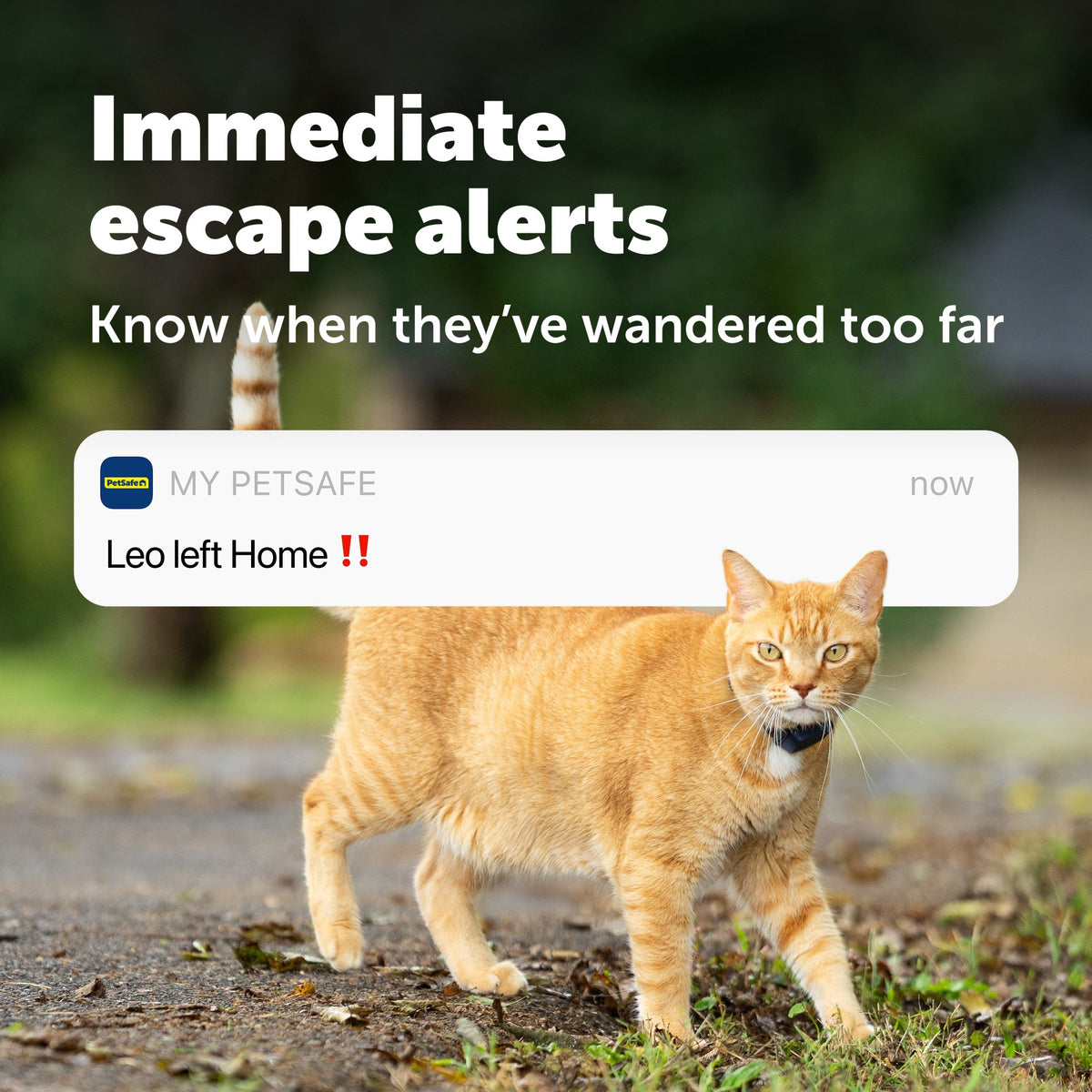 Petsafe GPS Cat Tracker Collar