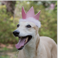 Birthday Party Glitter Pet Crown with Snugfit
