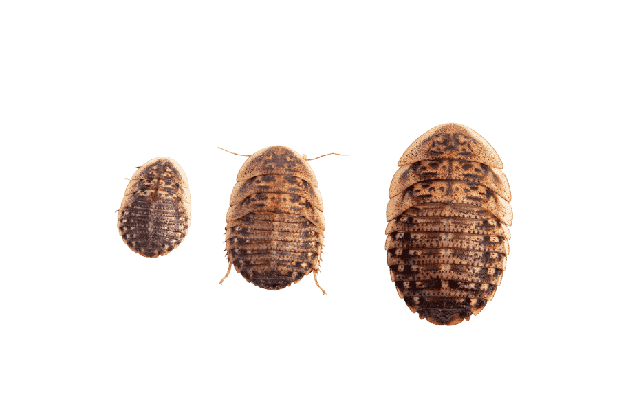 Apet Live Dubia Roaches Reptile Food, 25 ct