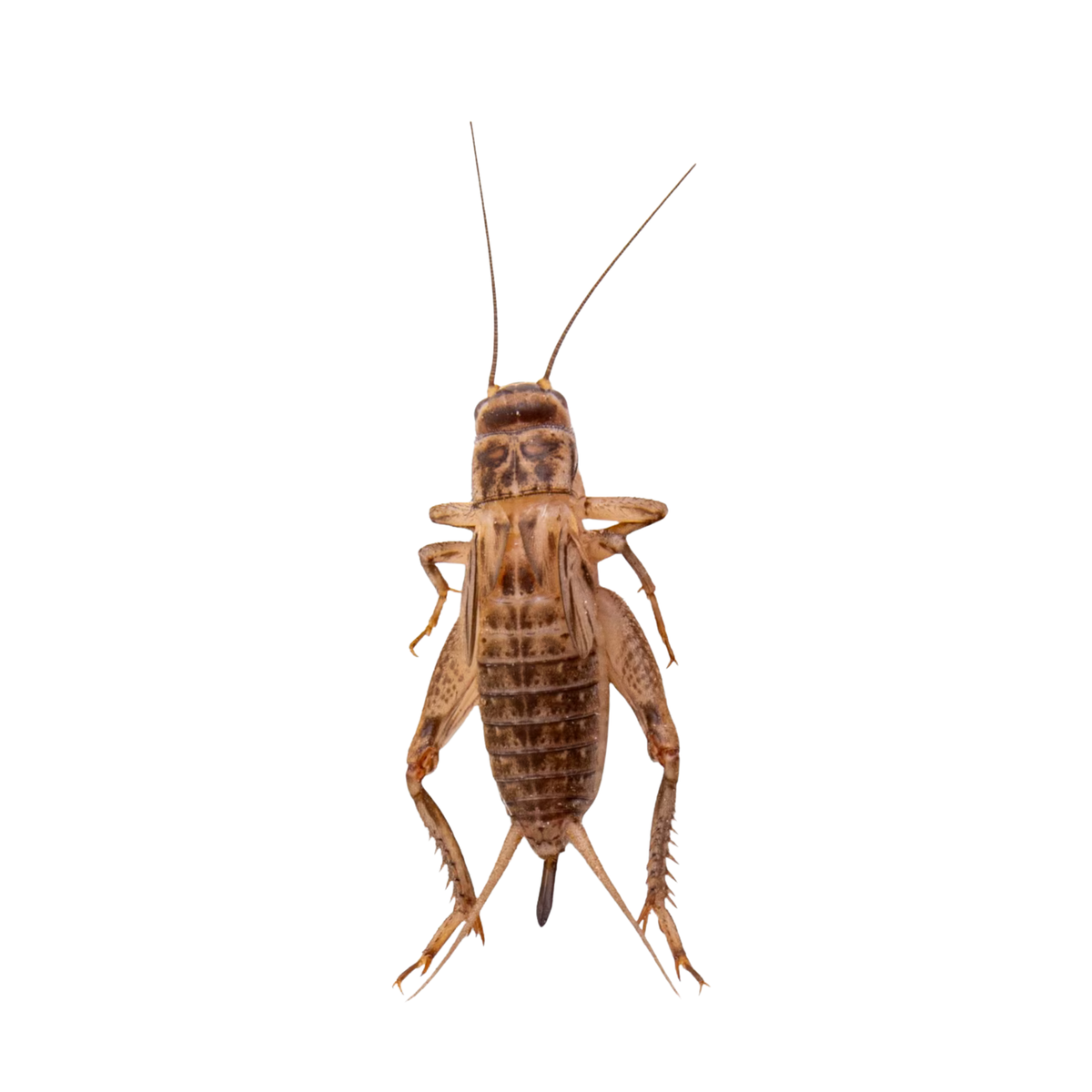 Apet Live Crickets Reptile Food each
