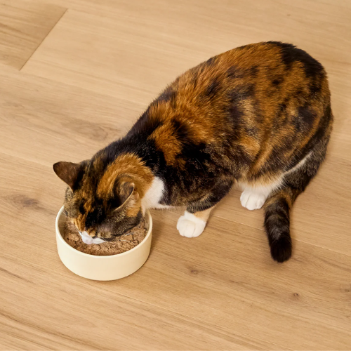Open Farm Wild-Caught Salmon Skin and Coat Health Pate Wet Cat Food