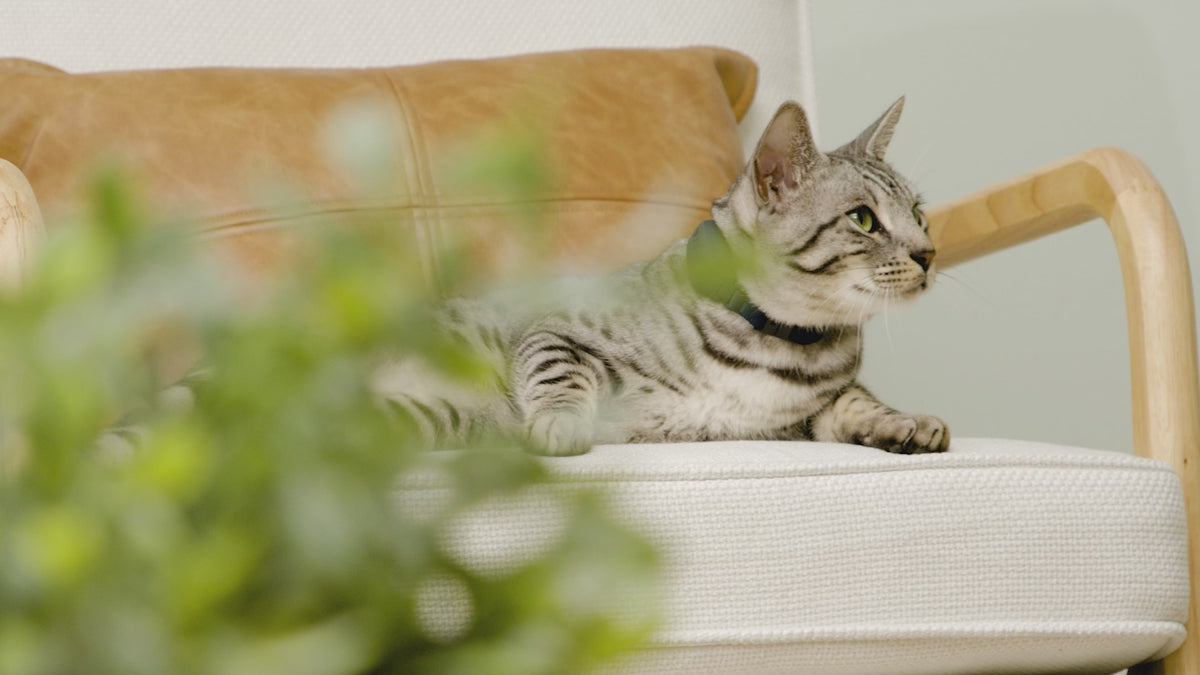 Load video: Petsafe GPS Cat Tracker Collar
