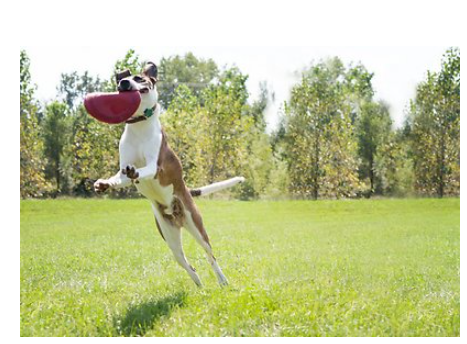 Kong Flyer Dog Toy L