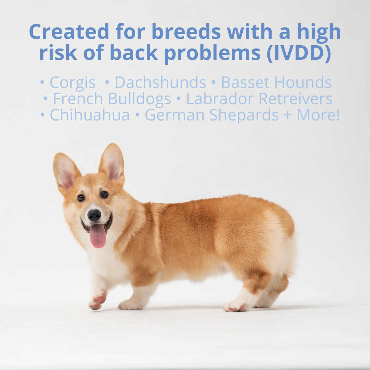Under The Weather Disc & Spine Soft Chews for Dogs 60 ct