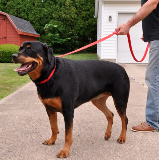 Coastal Pet Products Insta-Grip Control Handle Dog Leash 6 ft