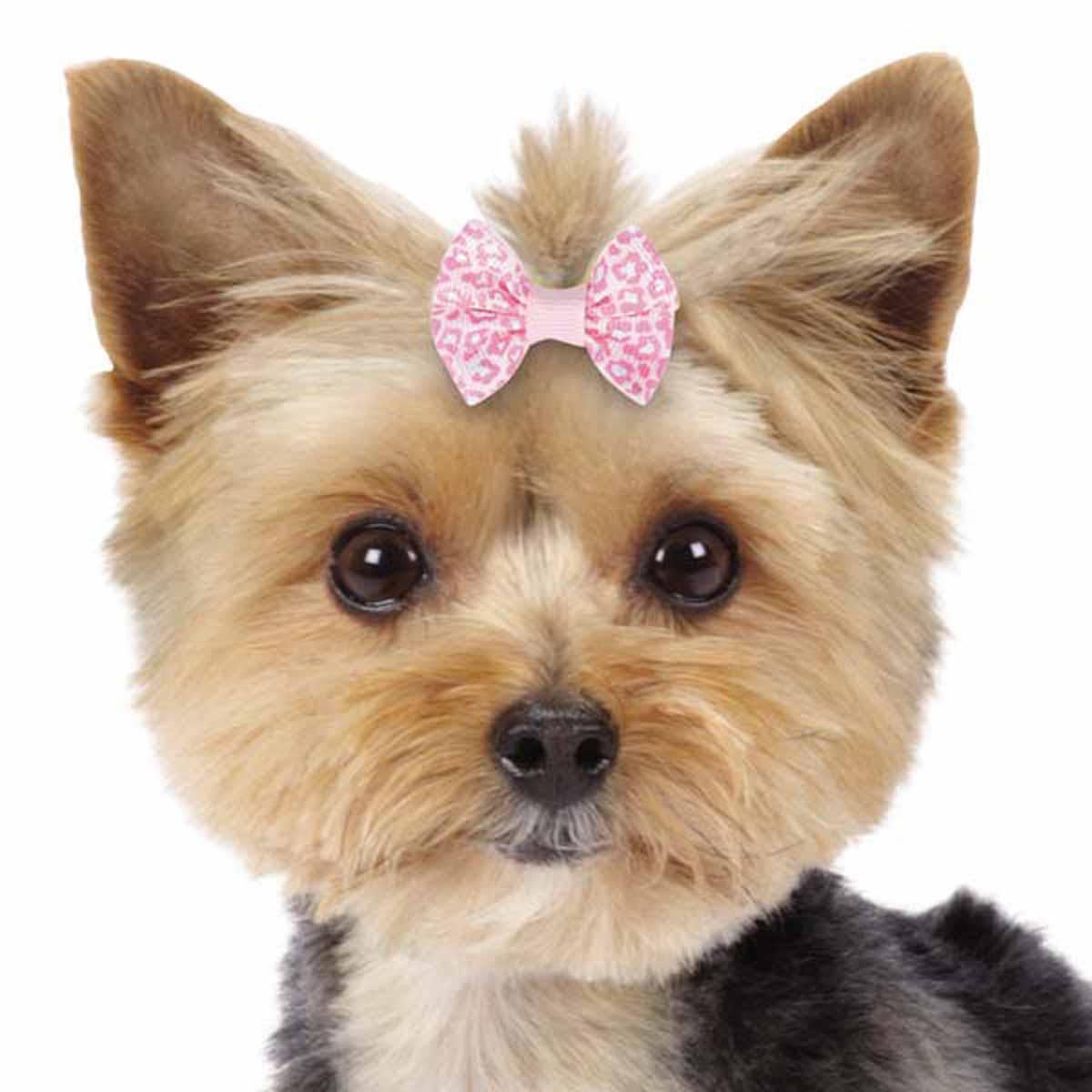 Aria Cute ChevronDog Bow