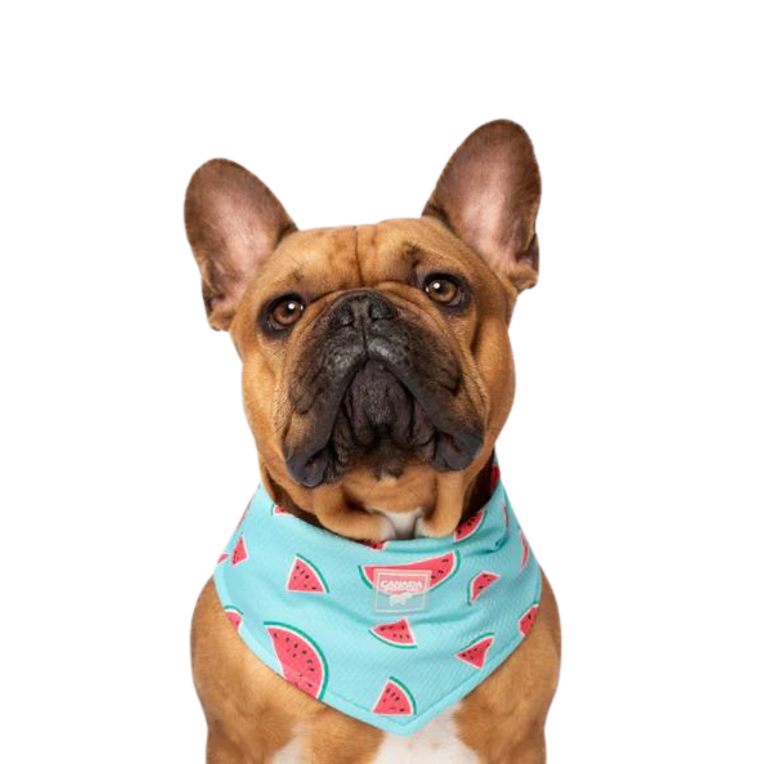 Canada Pooch Chill Seeker Cooling Pet Bandana
