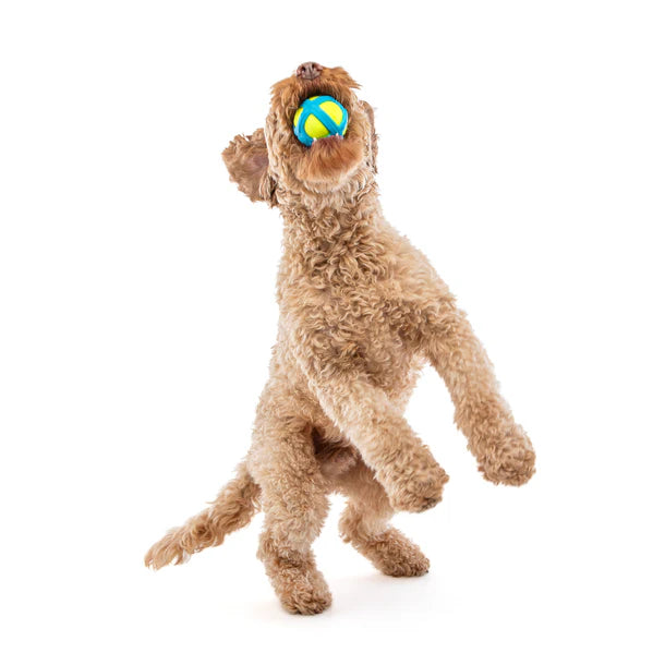 Guru Tennis Max Ball Dog Toy