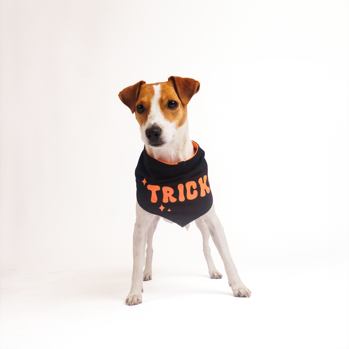 Silverpaw Halloween Reversible Trick or Treat Pet Bandana