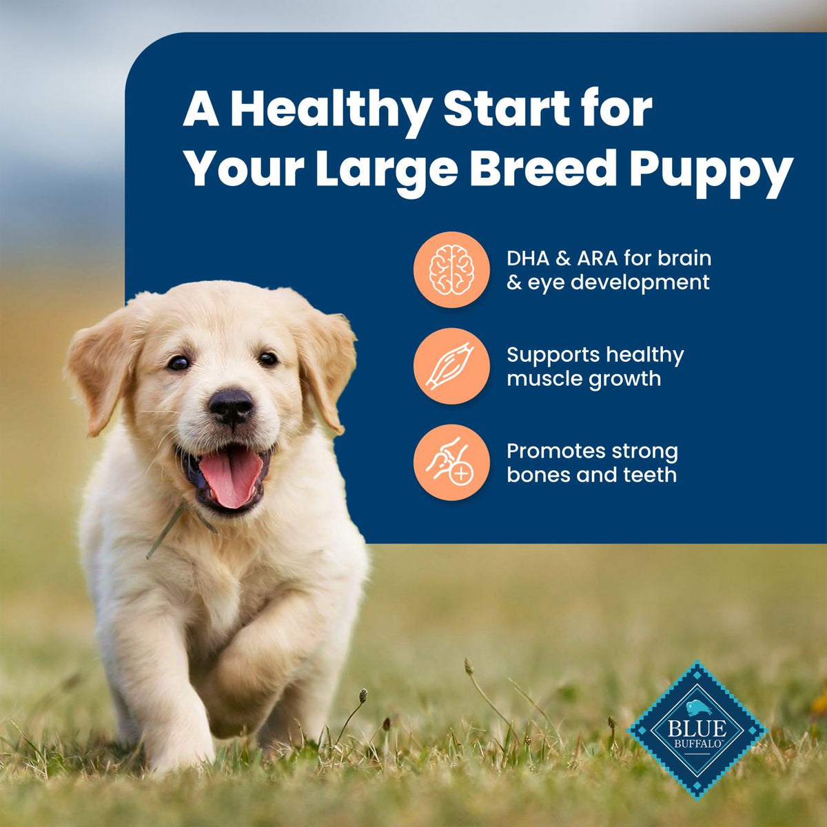 Blue Buffalo Life Protection Formula Large Breed Puppy Chicken & Brown Rice Recipe Adult Dry Dog Food