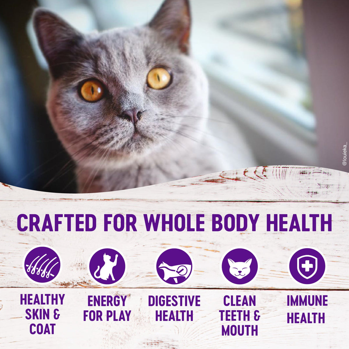 Wellness Complete Health Indoor Natural Salmon & Herring Grain-Free Dry Cat Food 5.5 lb