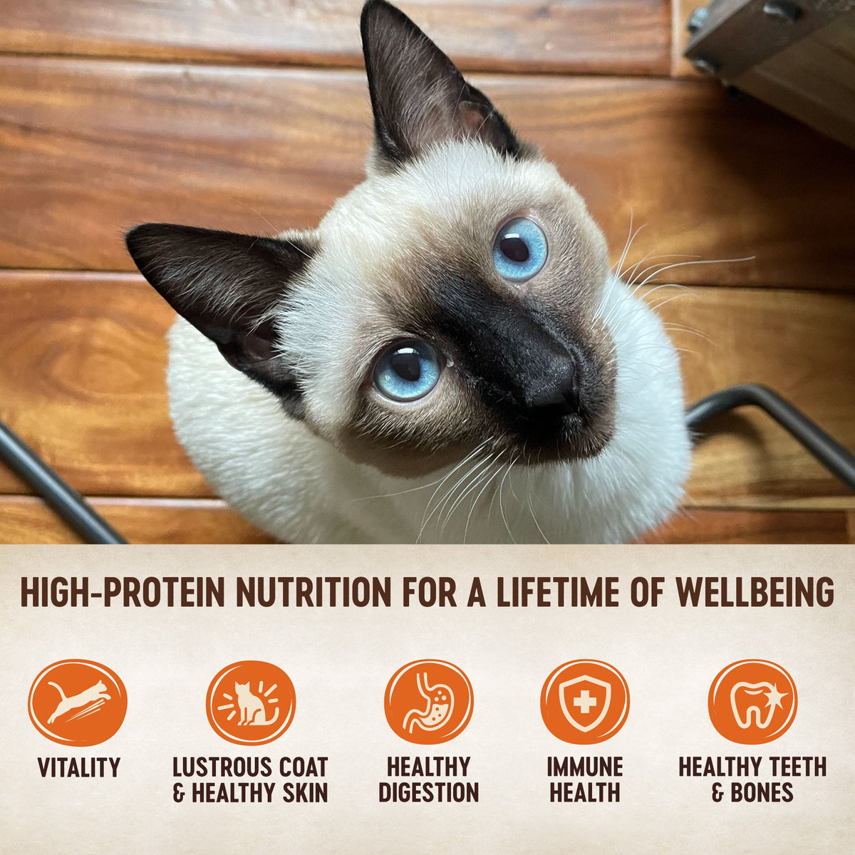 Wellness CORE Tiny Tasters Grain-Free Chicken & Turkey Pate Wet Cat Food