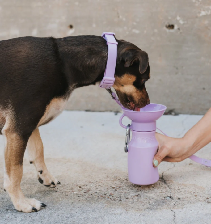 Springer Mini Dog Travel Water Bottle