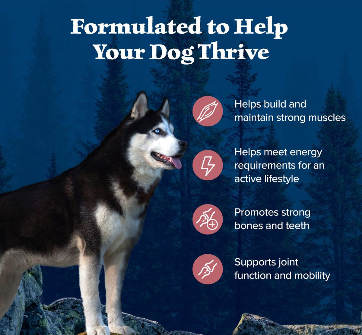 Blue Buffalo Wilderness Nature's Evolutionary Diet with Salmon & Wholesome Grains Adult Recipe Dry Dog Food
