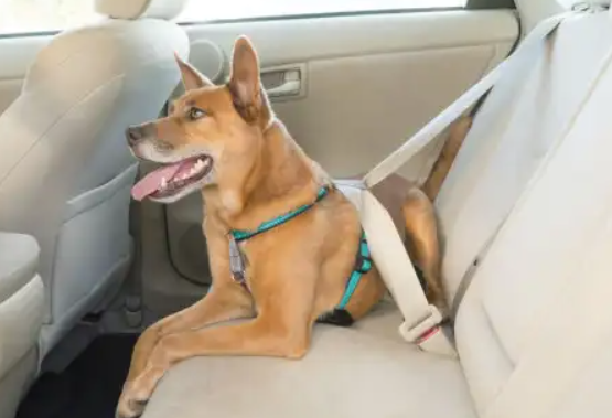 PetSafe 3 in 1 Harness