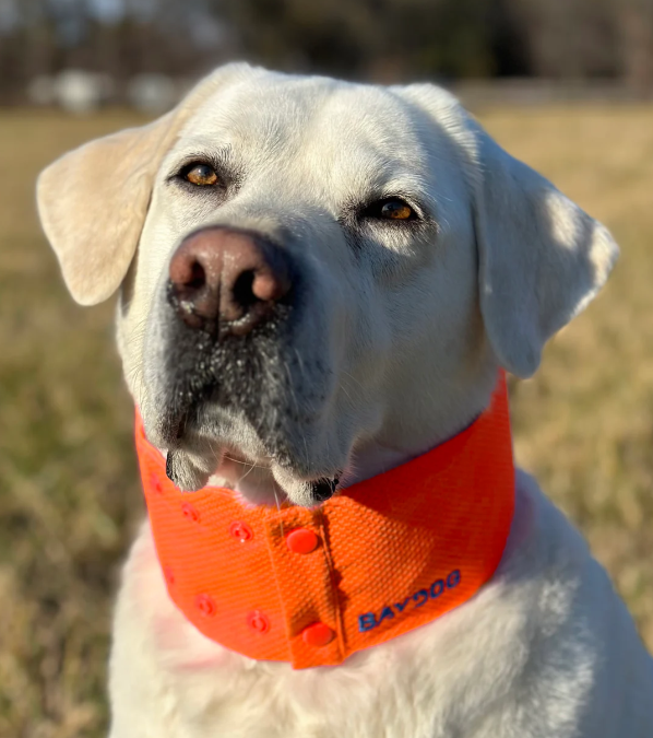 Baydog Arctic Bay Dog Cooling Collar