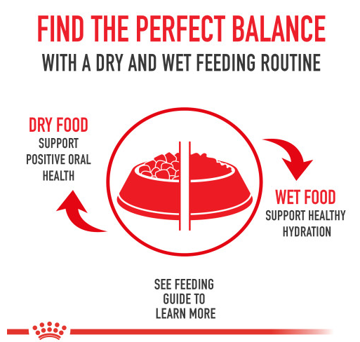 Royal Canin Feline Health Nutrition Dry Cat Food For Young Kittens