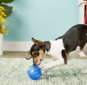 Kong Squeezz Ball Dog Toy M