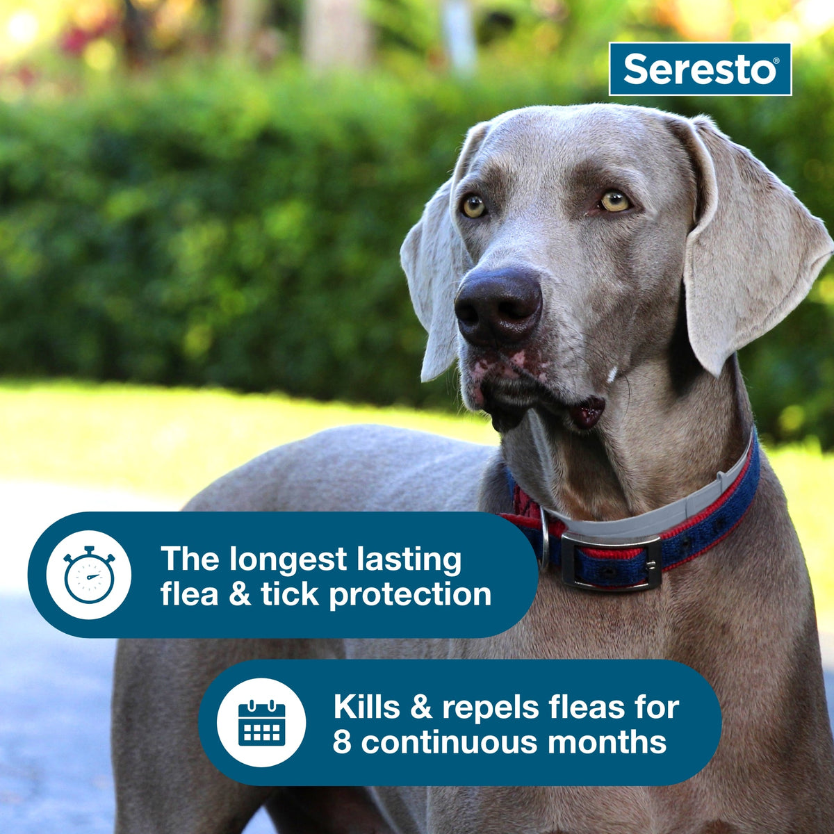 Seresto Dog Flea & Tick Collar