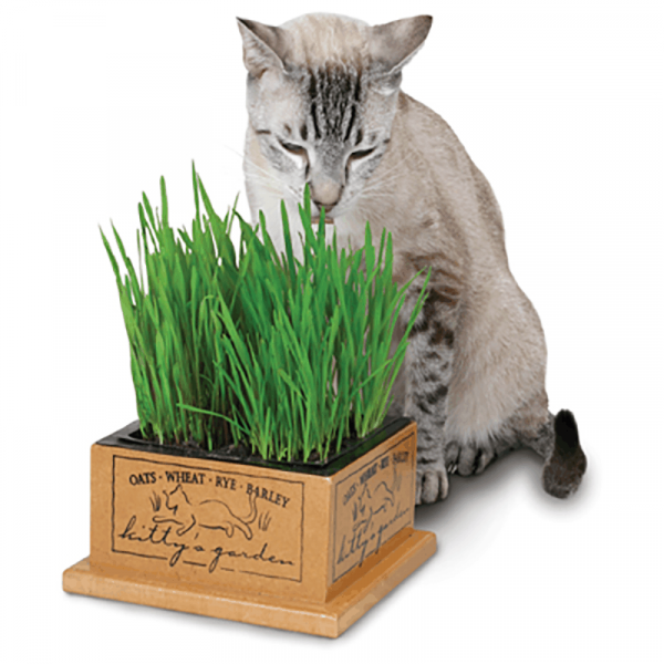 Pioneer Pet Smartcat Kitty's Garden Oats Wheat Rye Barley Box