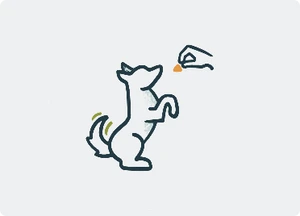 Pet training services